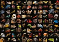 Ravensburger 15983 99 atemberaubende Tiere 1000 Teile Puzzle