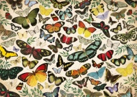 Jumbo 18842 Schmetterlings Plakat 1000 Teile Puzzle