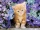 Clementoni 30415 Katze im Blumenmeer 500 Teile Puzzle High Quality Collection