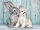 Clementoni 35004 Katze & Hase 500 Teile Puzzle High Quality Collection