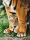 Clementoni 35046 Bengalisches Tigerbaby 500 Teile Puzzle High Quality Collection