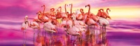 Clementoni 39427 Tanz der Flamingos 1000 Teile Puzzle High Quality Collection Panorama